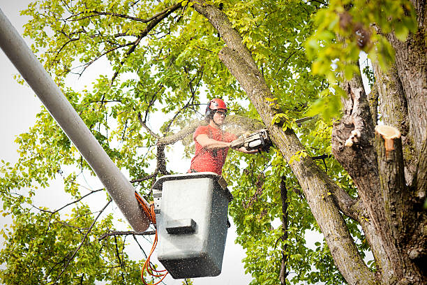 Best Tree Removal  in Buhler, KS